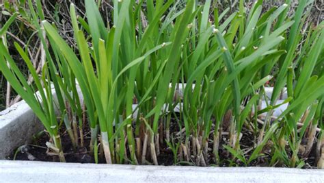 種韭菜|【園藝熱線】韭菜種植知多少：播種方法和生長環境